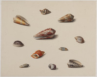 Z 076
<br/>
Elf schelpen van zeeslakken
<br/>
<em>Brandt, Albertus Jonas (1788-1821)</em>